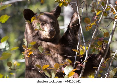 A Young Cinnamon Black Bear Looks Reflective As It Takes A Break From Gorging On Hawthorne Berries In Preparation For The Upcoming Hibernation.