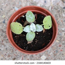 A Young Clary Sage Plant In A Pot