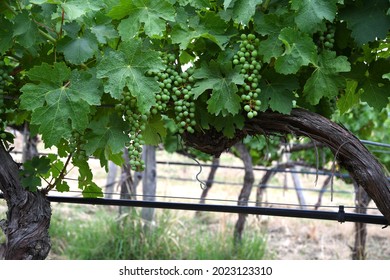 young clusters of green grapes grow in the Chianti vineyards in July. Tuscany, Italy