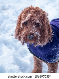 A Young Cockapoo Dog Covered In The Snow On  Meall Nan Tarmachan A Hill In The Scottish Highlands With A Purple Coat