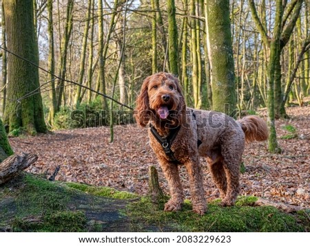 A young cockapoo standing on a fallen tree in autumnal woodland