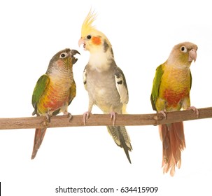 young cockatiel and Green-cheeked parakeet in front of white background