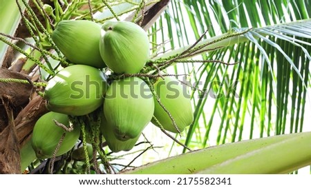 Young coconut fruits on tree. A closeup of a bunch of fresh coconuts hanging on an outdoor tree is an antioxidant and immune-boosting Thai fruit with a copy space. Selective focus