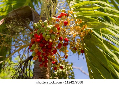 Young Coconut Palm