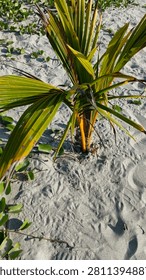 Young Coconut Palm Sapling on Sandy Beach. A high-angle shot showcasing a young coconut palm tree sapling sprouting with vibrant green and yellowish fronds directly from the textured coastal sand, surrounded by creeping beach vines.