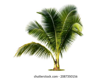 Young coconut tree , Coconut palm tree seedling isolate on white   background.