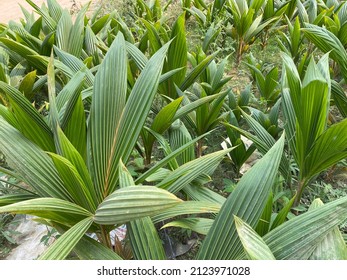 Young Coconut Tree Plants, Baby Coconut Plants On A Coconut Farm