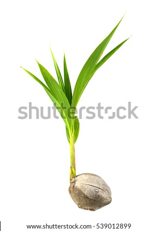 Young coconut tree seed germination green leave isolated on white background.