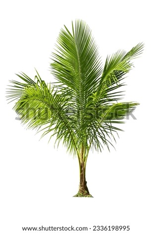 Young coconut tree ,Tropical coconut plant bush shrub green tree on isolated on white background with clipping path.