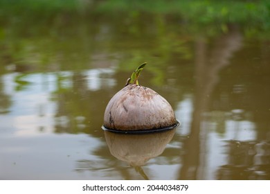 Young young coconuts floating on the surface of the water.