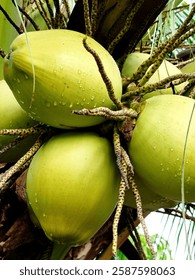 Young coconuts will soon be ready for harvest. 