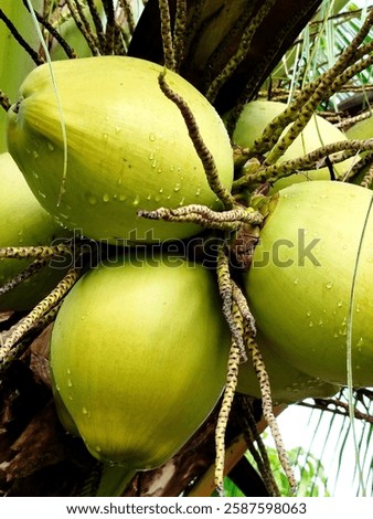 Young coconuts will soon be ready for harvest. 