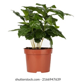 Young Coffee Plant In Pot, Seedling. Isolated.