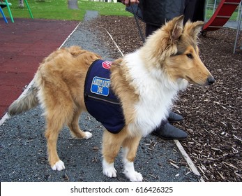 Young Collie In Training To Become An Autism Assistance Dog.