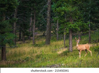 Young Colorado Elk. North American Elk On The Meadow.