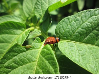 Young Colorado Potato Beetle. Photos For Agricultural Articles, Blogs, News.