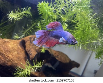 Young colorful fish in his new acquarium