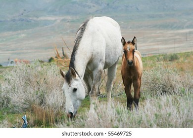 Young colt by mare