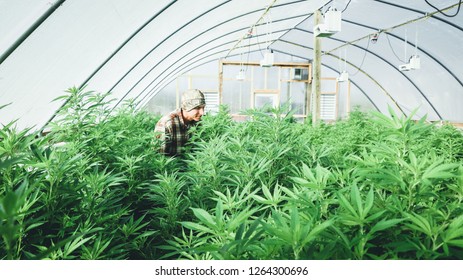 A Young Commercial Hemp Farmer Walking Through His Plants In A Greenhouse. Industrial Hemp Operations And The Growing Of Hemp Was Legalized In The United States By Passage Of The Farm Bill.