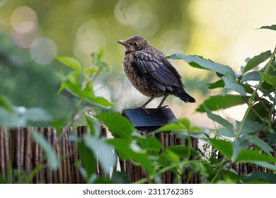 Young common blackbird - one of the most common birds in parks and gardens of Europe - Shutterstock ID 2311762385