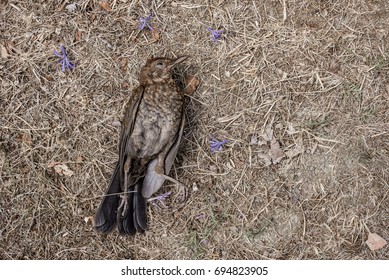 Young Common Blackbird Turdus Merula Dead Stock Photo 694823905 ...