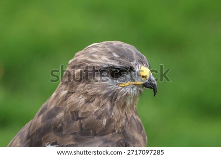 Young common buzzard with sharp gaze and detailed plumage