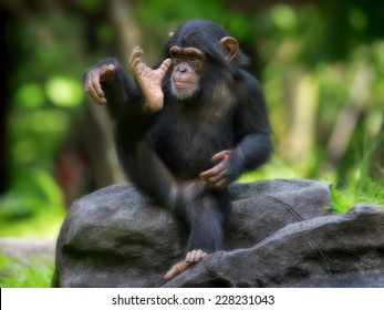 チンパンジー の画像 写真素材 ベクター画像 Shutterstock