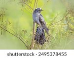 A young common cuckoo sits on the dry plant toward the camera lens on a summer evening.