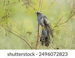 A young common cuckoo sits on the dry plant toward the camera lens on a summer evening.