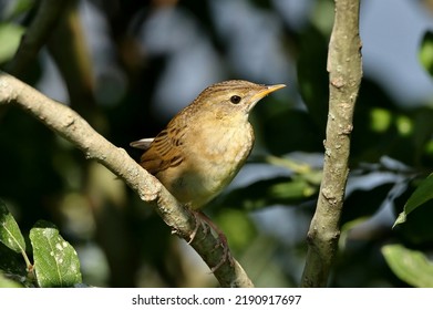 Young Common Grasshopper Warbler (Locustella Naevia)