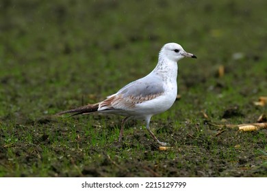 Young Common Gull (Larus Canus)