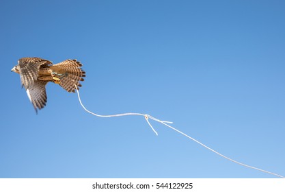 Young Common Kestrel Being Trained For A Desert Falconry Show In Dubai, UAE.