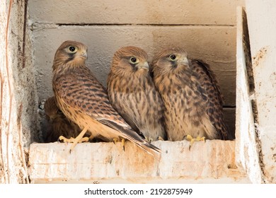 Young common kestrels (Falco tinnunculus) in nest box, Hesse, Germany - Shutterstock ID 2192875949