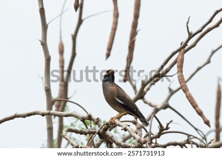 A young Common Myna perched on the branch of a moringa tree.