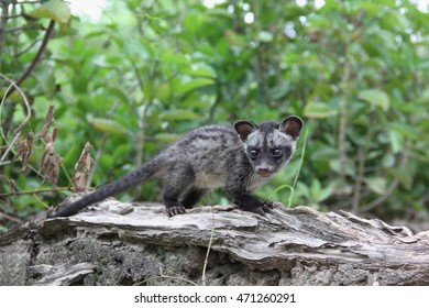 Young Common Palm Civet