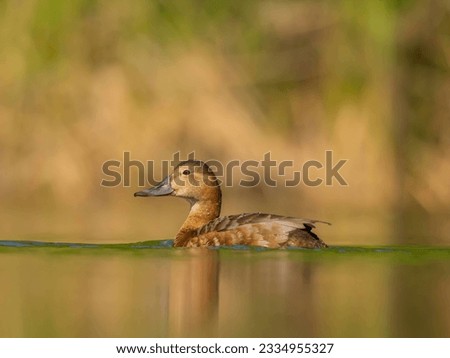 A young common pochard floats peacefully on the water, its vibrant plumage reflecting in the serene green scenery, capturing a moment of natural beauty.
