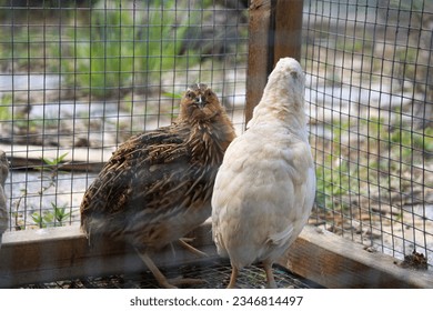 Young common quail bird in their coop 