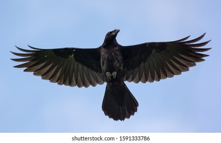 Young Common Raven hovers high in blue sky with stretched wings and tail 