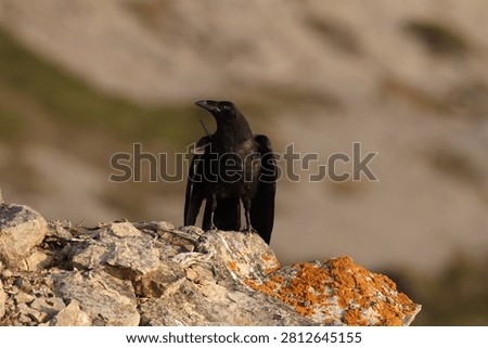 Young common ravens perched on the rugged cliffs of Cape Saint George, Newfoundland