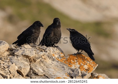Young common ravens perched on the rugged cliffs of Cape Saint George, Newfoundland
