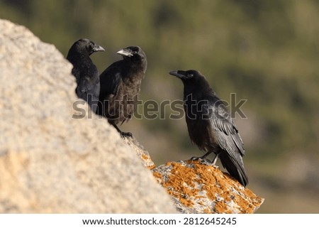Young common ravens perched on the rugged cliffs of Cape Saint George, Newfoundland