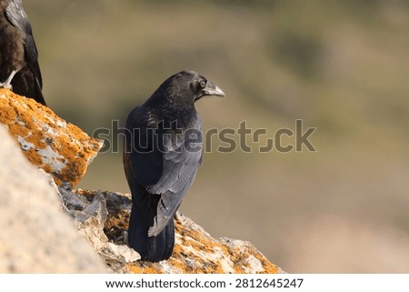 Young common ravens perched on the rugged cliffs of Cape Saint George, Newfoundland