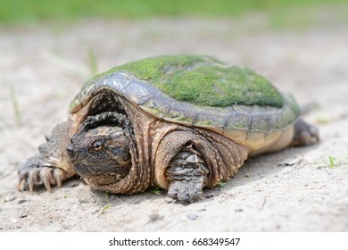 Common snapping turtle Images, Stock Photos & Vectors | Shutterstock