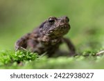 Young Common toad (Bufo bufo) among green moss in the natural ecosystem. Wildlife of Europe, the concept of wild nature.