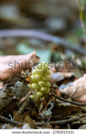 Young common toothwort emerging from leaf litter in forest undergrowth, Deutschland, Augsburg, 18.5.2026