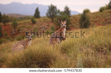 A young Common Wallaroo, a type of kangaroo, with its mother in outback Australia.