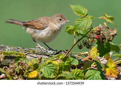 Young Common Whitethroat Perched On Old Branch Near A Rasberry Bush 