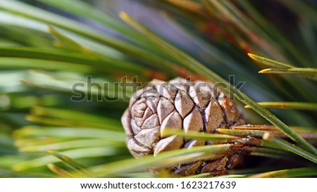 young cone from a swiss stone pine 