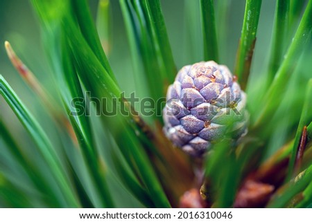 young cone from the swiss stone pine, pinus cembra, are growing at the tree
