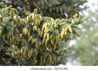   Young Cones Of The White Spruce (Picea Glauca).